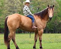 western-riding-quarter-horse