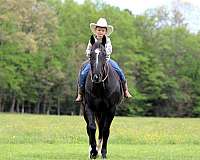 athletic-quarter-horse