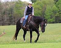 beginner-quarter-horse