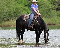 flashy-quarter-horse