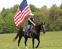 husband-safe-quarter-horse