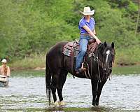 kid-safe-quarter-horse