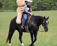ranch-quarter-horse