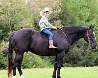ranch-versatility-quarter-horse