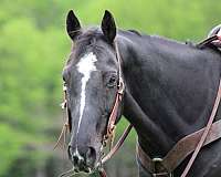 ranch-work-quarter-horse