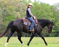 roping-quarter-horse