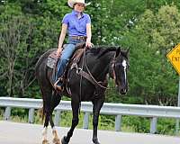 trail-quarter-horse