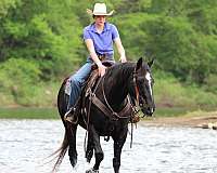 trail-riding-quarter-horse
