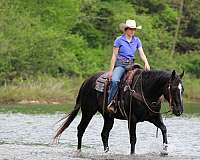 western-riding-quarter-horse
