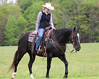 working-cattle-quarter-horse
