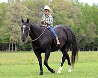 youth-quarter-horse