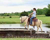driving-pony