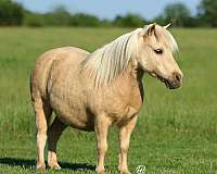 trail-riding-pony