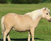 youth-pony