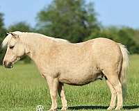 palomino-pony-gelding