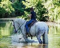athletic-percheron-horse