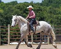 driving-percheron-horse