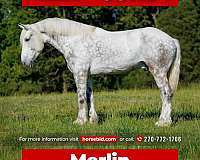 all-around-percheron-horse