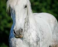 flashy-percheron-horse