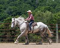 husband-safe-percheron-horse