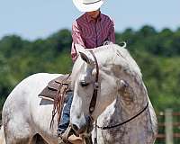 parade-percheron-horse