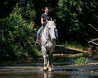 ranch-percheron-horse