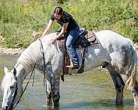 ranch-work-percheron-horse