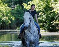 ridden-english-percheron-horse