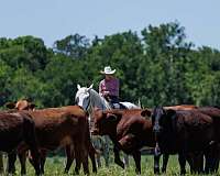 ridden-western-percheron-horse