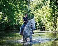 show-percheron-horse