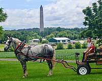 trail-percheron-horse