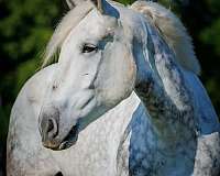 trail-riding-percheron-horse