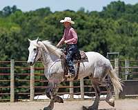 working-cattle-percheron-horse