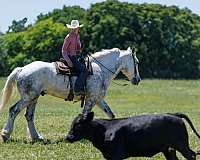 youth-percheron-horse
