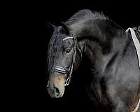 cross-friesian-horse