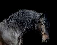 athletic-friesian-horse