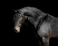 dressage-friesian-horse