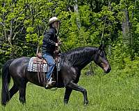 driving-friesian-horse