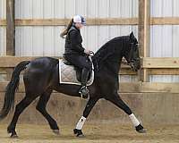 flashy-friesian-horse