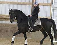 jumping-friesian-horse
