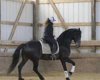 performance-friesian-horse