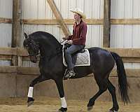 ridden-english-friesian-horse
