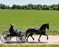 ridden-western-friesian-horse
