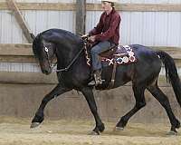 show-friesian-horse