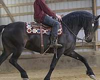 show-hack-friesian-horse