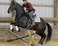 trail-friesian-horse