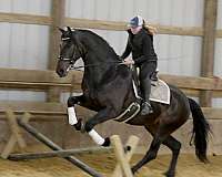 trail-riding-friesian-horse