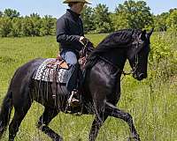 youth-friesian-horse