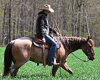 athletic-quarter-horse