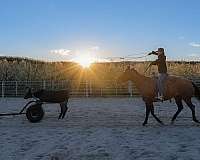 barrel-quarter-horse